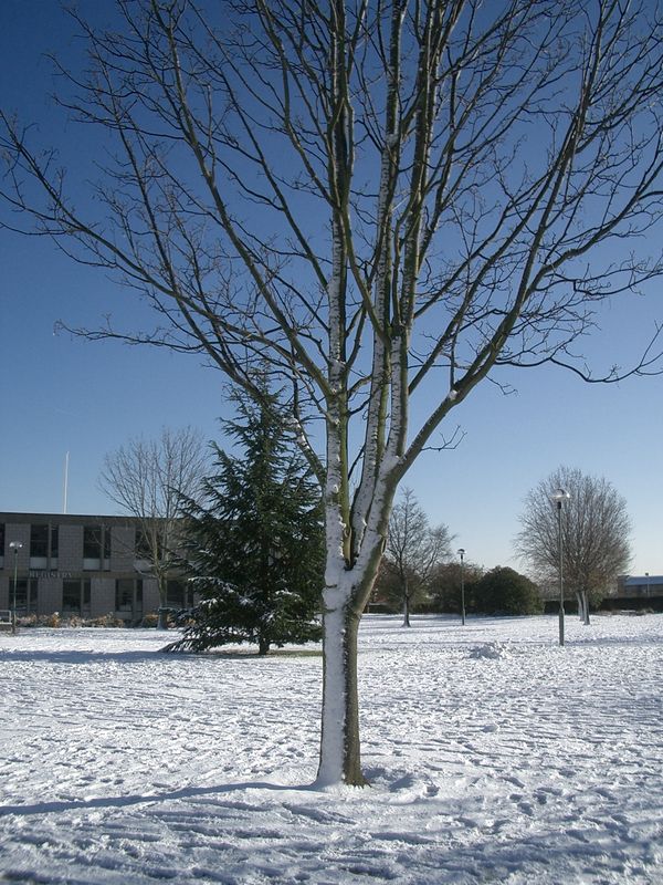 CIMG0197 Tree in snow